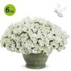 Supertunia Mini Vista White 6 sztuk